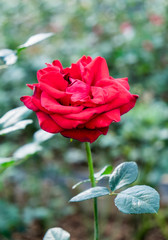 Beautiful red rose bloom