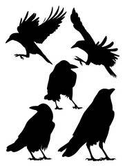 Rook, Crow, Raven birds silhouette. Good use for symbol, logo, mascot, web icon , sign, or any design you want.