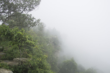 Fototapeta na wymiar forest in fog with green leaves