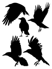 Rook, Crow, Raven birds silhouette. Good use for symbol, logo, mascot, web icon , sign, or any design you want.