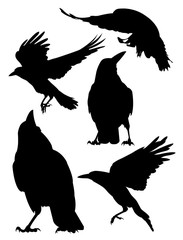 Rook, Crow, Raven birds silhouette. Good use for symbol, logo, mascot, web icon , sign, or any design you want.
