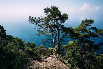 Fototapeta na wymiar Зеленое дерево на краю скалы на фоне черного моря и белых облаков.
