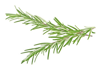 Obraz premium Fresh green sprig of rosemary isolated on a white background