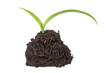 Young plant with humus isolated on white background