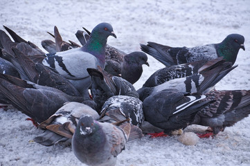 Obraz premium Pack of eating pigeons