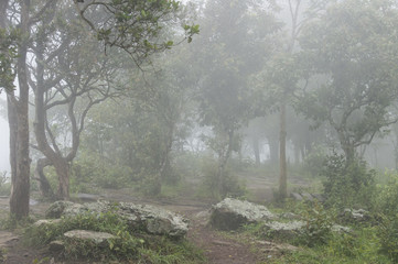 forest in fog with green leaves