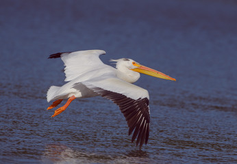 White pelican flying by  over lake in California