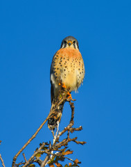 Male Kestrel falcon sitting on top of tree branch