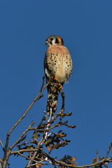 Male Kestrel falcon sitting on top of tree branch