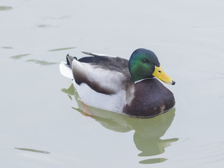 Drake mallard swimming in water closeup portrait with reflection, selective focus, shallow DOF