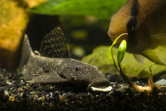 Ancistrus eating pellet on the bottom.