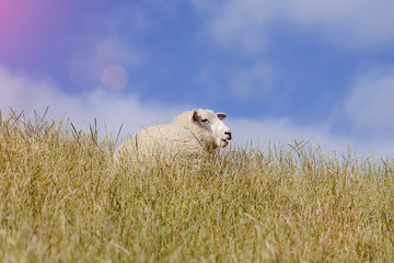 happy sheep on a hillside in New Zealand