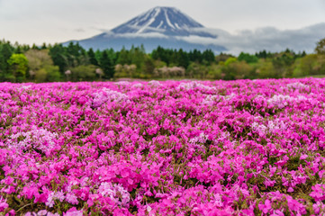 Obraz premium japanese landscape - fuji shibazakura matsuri - fujikawaguchiko - yamanashi