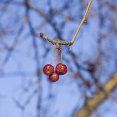 Frozen bright red rowan berries on branches macro with bokeh background against blue sky, selective focus, shallow DOF