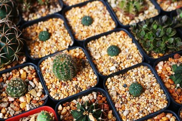 Full photo with baby cactus in square pots