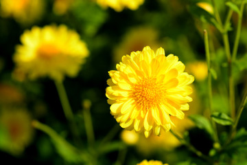 Chrysanthemum indicum Linn flowers.