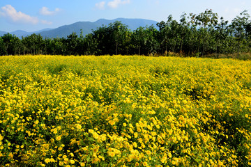 Obraz premium Chrysanthemum indicum Linn flowers.