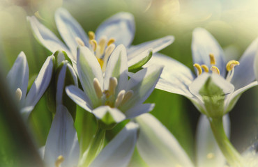 Snowdrops