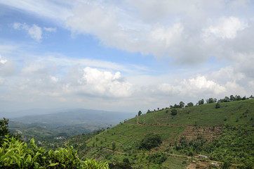 Obraz premium tea plantations and sky