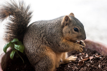 Naklejka na ściany i meble Squirrel invades Potted Plant