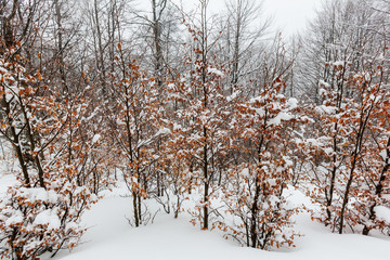 Winter forest