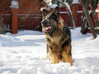 Big dog shepherd standing in the snow drifts