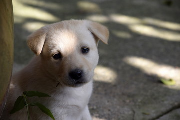 Labrador puppy white 