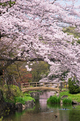 Fototapeta na wymiar 池と桜と橋