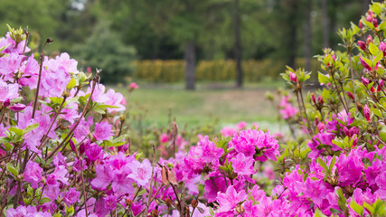 Rhododendron Ericaceae floferbed in botany garden