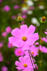 Obraz premium Flower