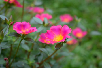 Obraz premium pink l ittle Hogweed flowers with green leaves