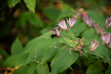 Fototapeta premium Exotic flower and a bumblebee