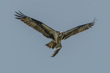 Osprey with freshly caught trout in talons flying over