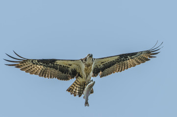 Osprey with freshly caught trout in talons flying over