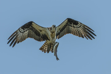 Osprey with freshly caught trout in talons flying over