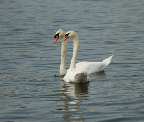 Fototapeta premium Mute Swans