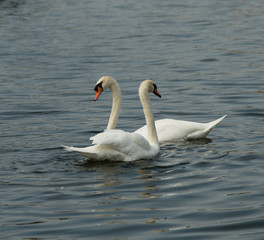 Mute Swans