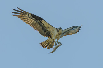 Osprey with freshly caught trout in talons flying over