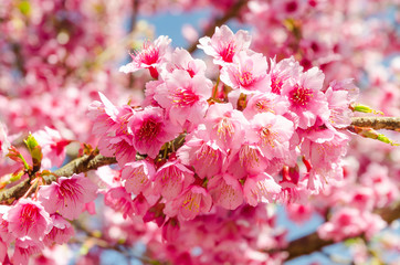 Japanese sakura cherry blossom with soft focus on blue sky