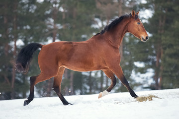 Fototapeta na wymiar Bay horse trotting on winter snow