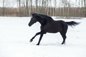 Fototapeta na wymiar Black horse galloping in winter snow