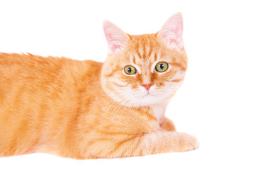 Obraz premium Cute ginger cat lying on the floor.