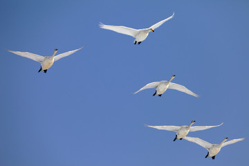 Fototapeta premium 青空に飛ぶ