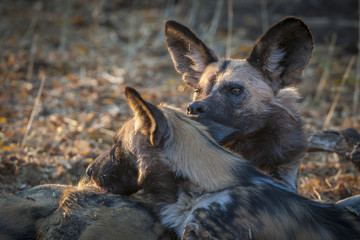 African wild dog, African hunting dog, African painted dog, Cape hunting dog, wild dog or painted wolf (Lycaon pictus) pup grooming each other.  Botswana