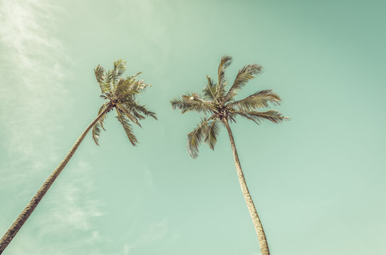Palms on clear sunny sky, vintage colors