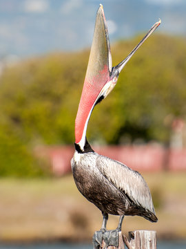 Pelican