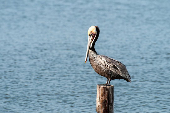 Pelican