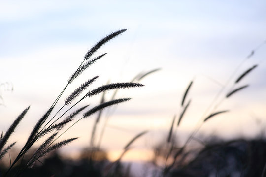 Nature grass flower in sunset, Shallow depth of field.
