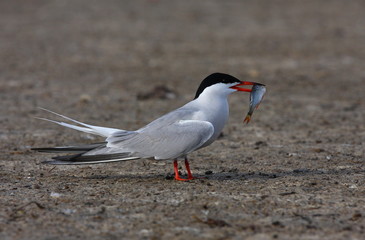 Common tern