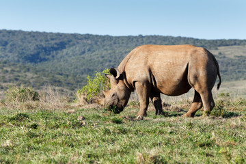 Fototapeta premium Rhinoceros eating grass